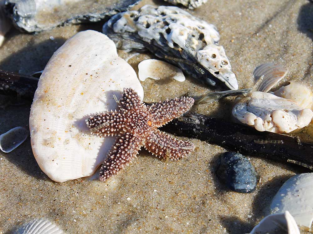 Outer Banks sea shells